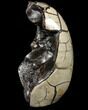 Polished Septarian Geode - Removable Section #79335-4